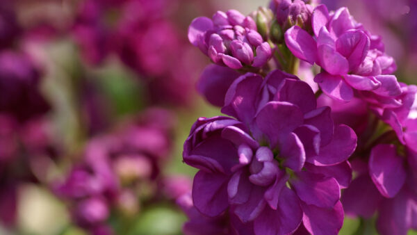 Wallpaper Blur, Petals, Purple, Background, Buds, Blossom, Flowers