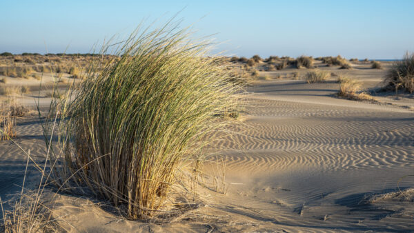 Wallpaper Desert, Blue, Bushes, Nature, Grass, Sky, Background, Sand