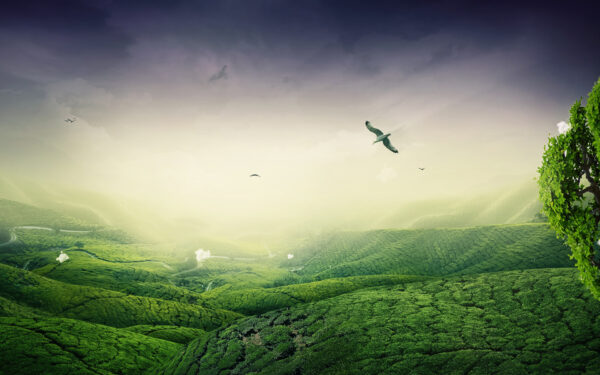 Wallpaper Green, Landscape