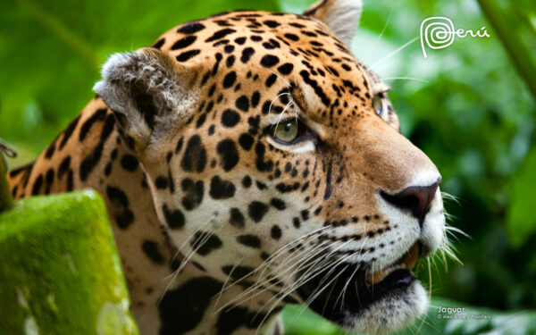 Wallpaper Jaguar