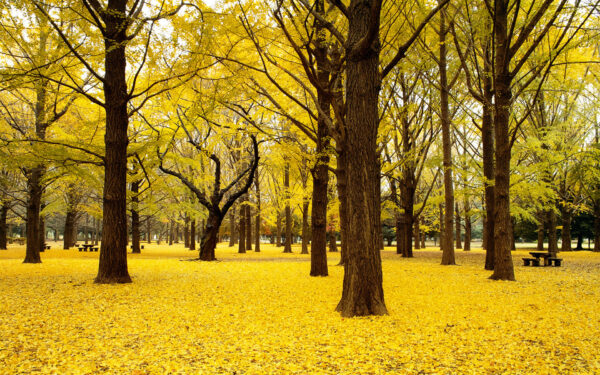 Wallpaper Japan, Fall, Ginkgo, Autumn, Trees