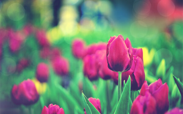 Wallpaper Garden, Tulips