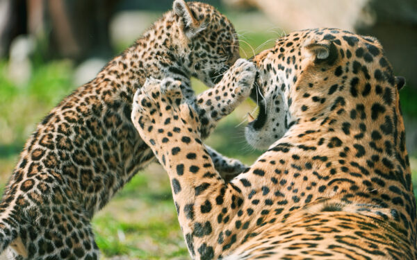 Wallpaper Fighting, Jaguar, Mother