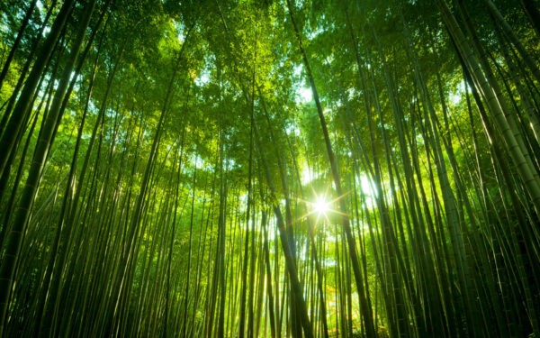 Wallpaper Japanese, Forest, Bamboo