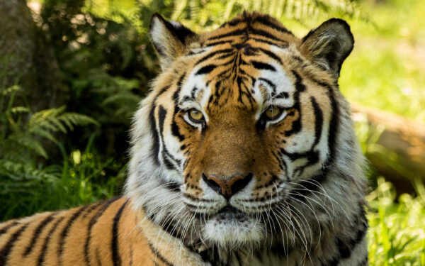 Wallpaper Tiger, Vladimir, Siberian, Zoo, Dartmoor