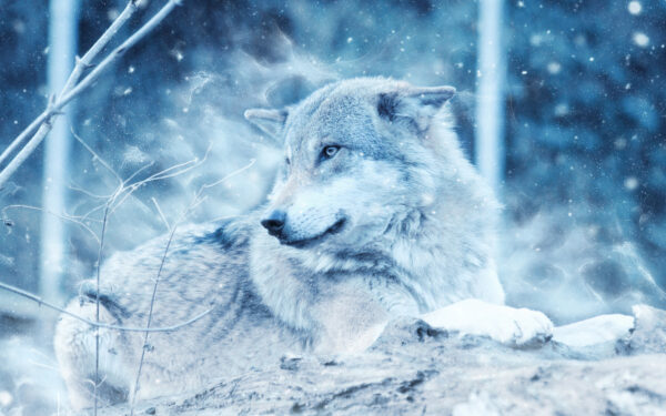 Wallpaper Wolf, Winter