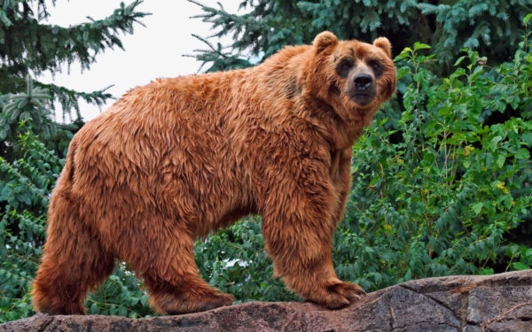 Wallpaper Kodiak, Bear