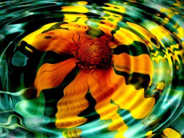 Wallpaper Sunflower, Water