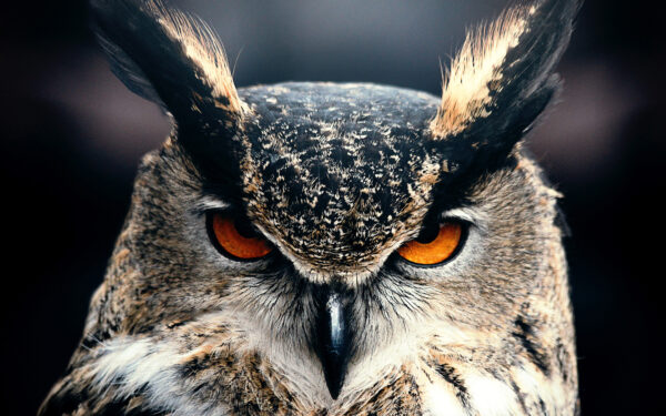 Wallpaper Owl