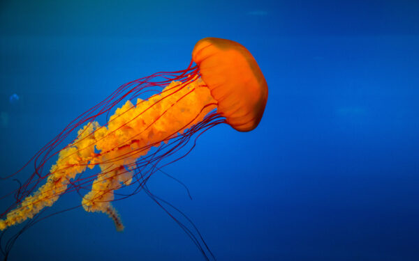 Wallpaper Jellyfish