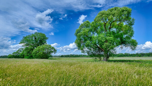 Wallpaper Blue, Field, Background, Sky, Nature, Summer, Clouds, Green, Desktop, With, Trees, And, Mobile, During