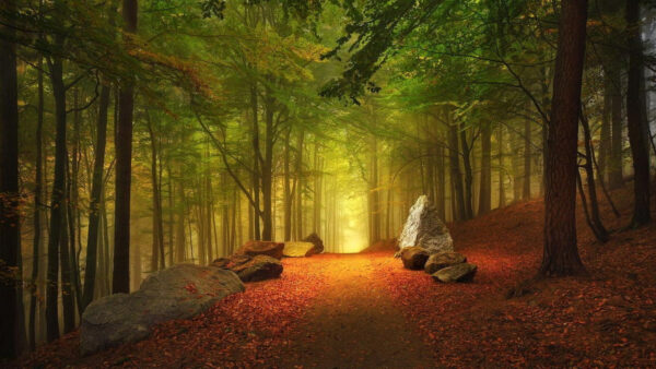 Wallpaper Path, Forest, Mobile, Landscape, Nature, With, Photography, Desktop