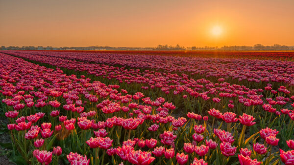 Wallpaper Tulip, Field, Flowers, Desktop, Earth, Plantation, Sunset
