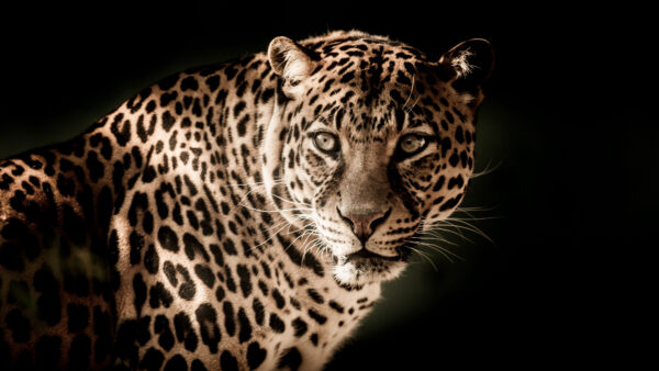 Wallpaper Leopard, Predator, Look, Muzzle