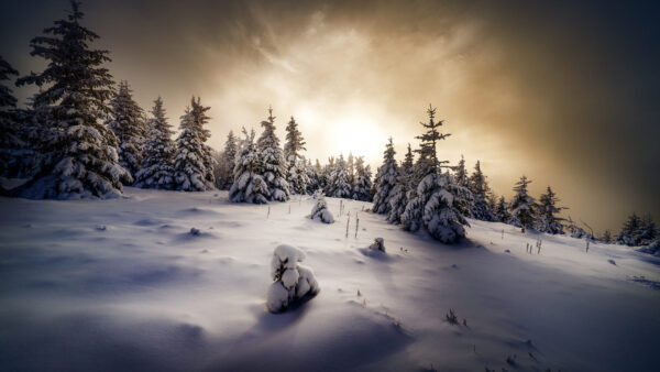 Wallpaper Trees, Winter, With, Covered, Desktop, Sky, Snow, White, Mountain, Cloudy, Under