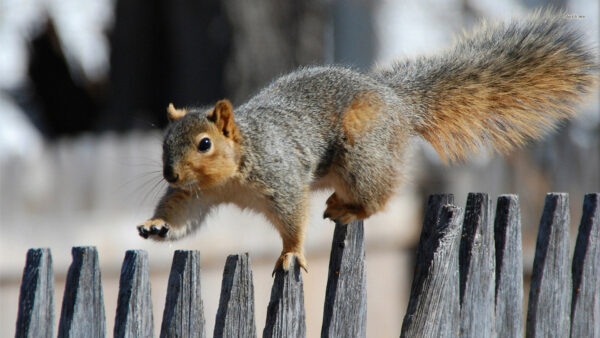 Wallpaper Desktop, Animals, Squirrel, Background, Images, 4k, Cool, Pc