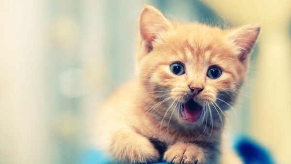 Wallpaper Surprised, Background, Desktop, Animals, Mobile, Kitten, Blur, Brown