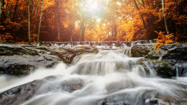 Wallpaper Nature, Download, Cool, Leaves, Landscape, Under, Pc, Through, Sunlight, 2560×1440, Desktop, Background, Waterfall, Passing, Wallpaper, Free, 1920×1080, Yellow, Images