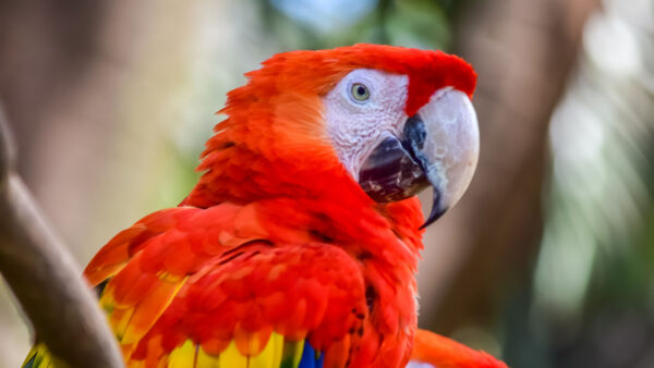 Wallpaper Mobile, Macaw, Birds, Red, Bird, Blur, Yellow, Blue, Branch, Desktop, Parrot, Background, Tree