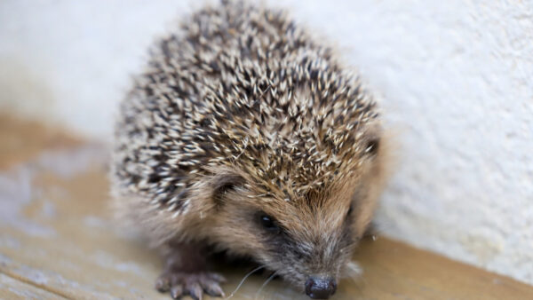 Wallpaper Animals, Desktop, Hedgehog