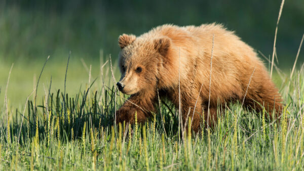 Wallpaper Animals, Desktop, Animal, Bear