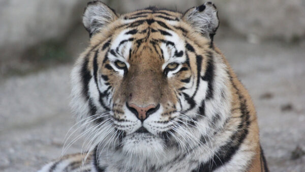 Wallpaper And, Desktop, Black, Animals, White, Tiger, Closeup, Photo, Blur, Background