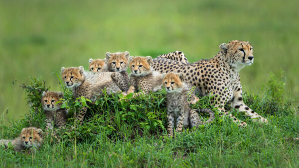 Wallpaper Desktop, Animals, Cheetahs, Baby, With, Mother, Cheetah