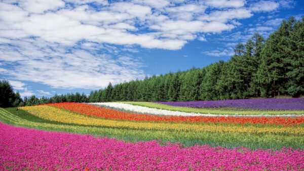 Wallpaper Cloudy, Colorful, Flowers, Nature, Field, Sky, Blue, Under