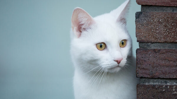 Wallpaper White, Yellow, WALL, Near, Desktop, Cat, Brick, Eyes