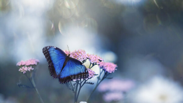 Wallpaper Blur, Background, Blue, Black, Butterfly, Flower, Desktop, Pink