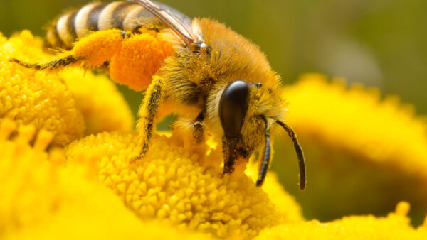 Wallpaper Yellow, Photo, Bee, Petaled, Closeup, Honey, Perched, Flower