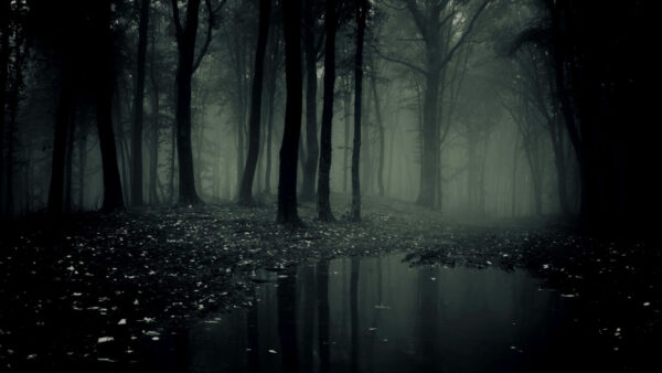 Wallpaper Forest, Fog, Theme, Dark, Lake, Trees