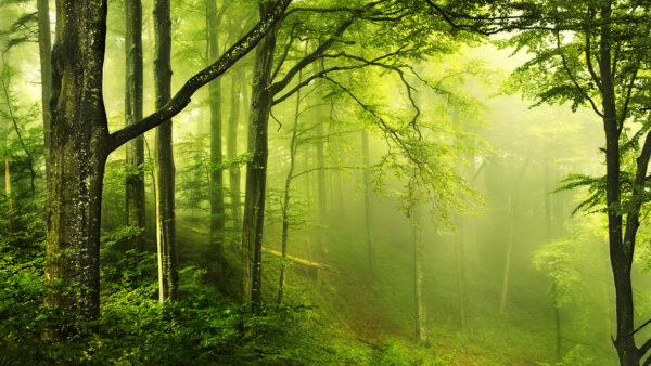 Wallpaper With, Forest, Nature, Desktop, Fog, Enchanted, Green