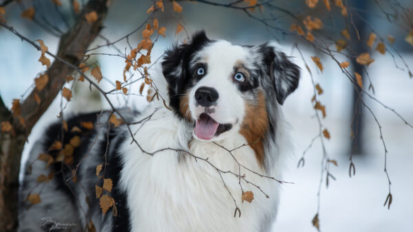 Wallpaper Shallow, With, Australian, Shepherd, Snow, Animals, Desktop, Background