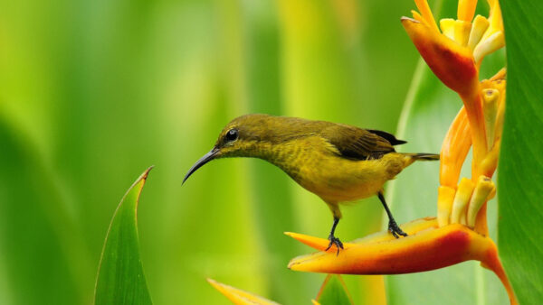 Wallpaper Blur, Beak, Yellow, Birds, Black, Long, Background, Sharp, Petal, Green, Standing, Flower, Bird, Desktop