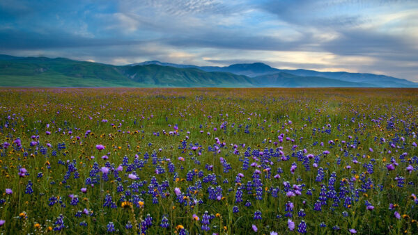 Wallpaper Flowers, Purple, Mountain, Desktop, Nature, With, Meadow, And