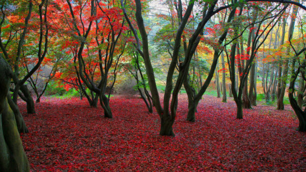 Wallpaper With, Ground, Desktop, Autumn, Red, Nature, Trees, Leaves, Colorful