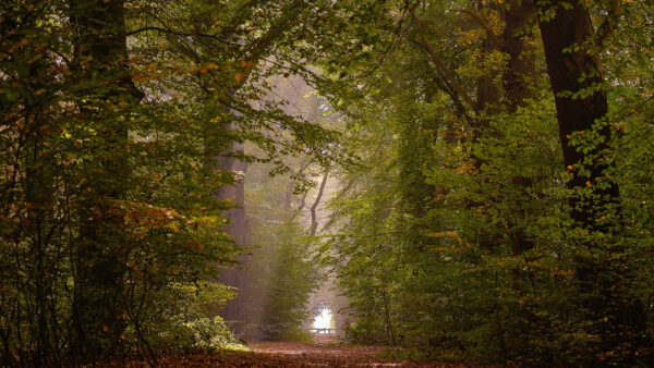 Wallpaper Green, Between, Nature, Path, Trees, Forest, Desktop
