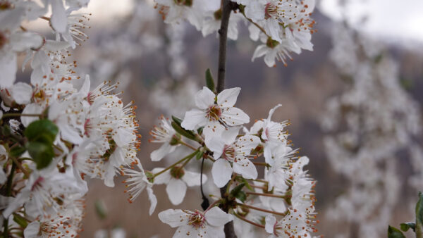 Wallpaper Cherry, Flowers, Tree, Petals, White, Mobile, Desktop, Spring, Branches