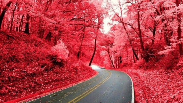 Wallpaper Leafed, Nature, Branches, Daytime, Between, During, Road, Red, Trees, Autumn