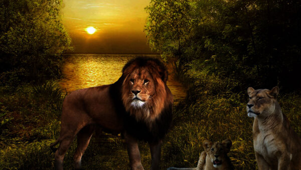 Wallpaper Sunset, Lions, Desktop, Background, Water, Lion, Trees, And, With