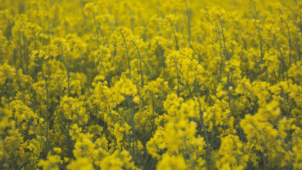 Wallpaper Desktop, Field, Flowers, Rapeseed, Mobile, Yellow