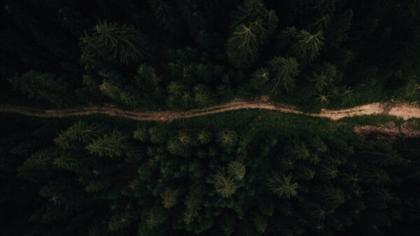 Wallpaper Forest, Green, Mobile, Path, Nature, Desktop, Bushes, Plants, Sand, Aerial, Trees, View