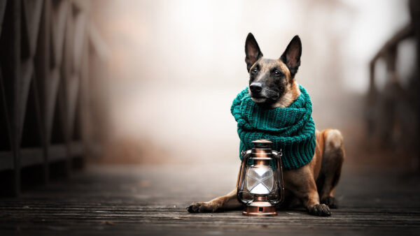 Wallpaper Belgian, Scarf, Near, Sitting, Lantern, With, Desktop, Bridge, Shepherd, Wood, Dog