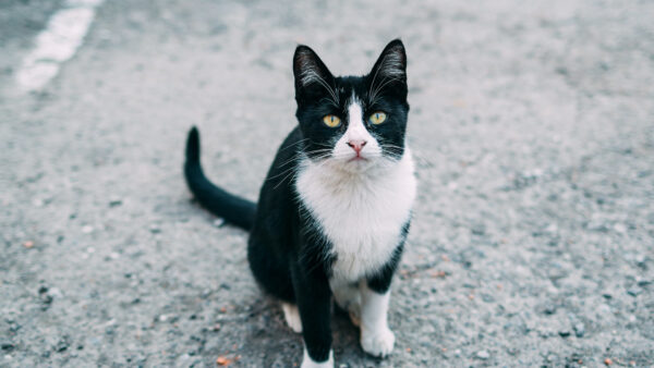 Wallpaper Black, Stare, Look, Desktop, White, Road, Cat, With, Sitting