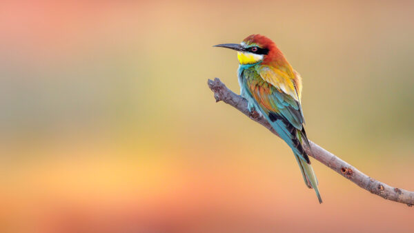 Wallpaper Sitting, Birds, Golden, Bee-Eater, Background, Blur, Branch, Bird, Tree, Colorful