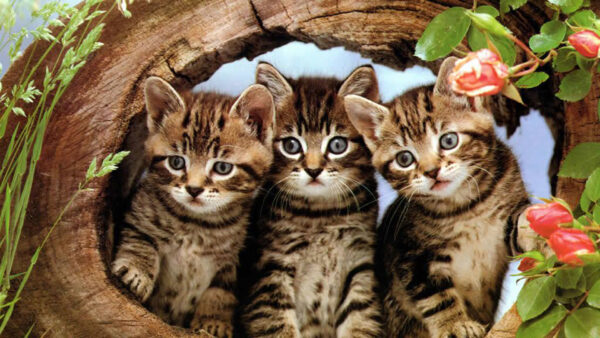 Wallpaper Brown, Inside, Kittens, Arch, Are, Wooden, Cat, Black, Cute, Three
