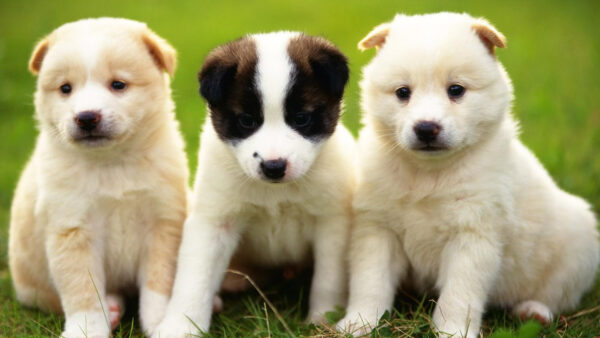 Wallpaper Green, Dog, Are, Grass, Sitting, Puppies, Three, Cute