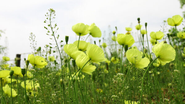 Wallpaper Flowers, Field, White, Sky, Yellow, Plants, Poppy