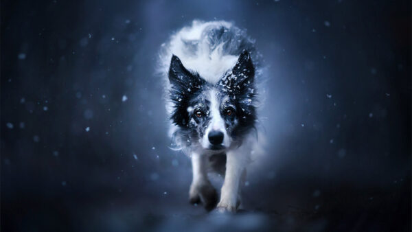 Wallpaper Collie, Black, Border, White, Background, Walking, Snow, Dog, Falling